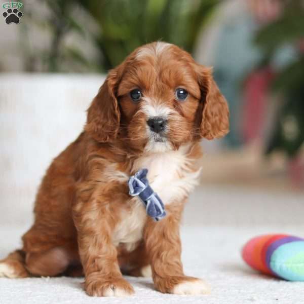 Carter, Cavapoo Puppy